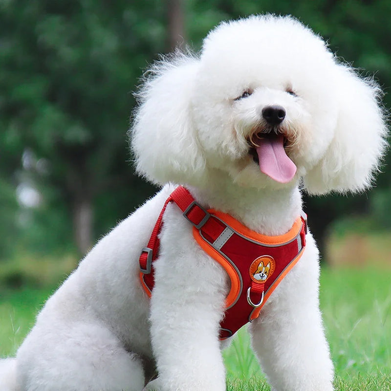 Conjunto de Peitoral Ajustável e Guia para Cães Pequenos e Médios - Segurança, Conforto e Estilo em Passeios Incríveis!